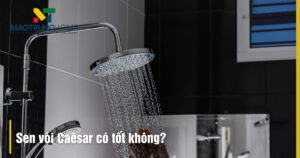 Sen vòi Caesar có tốt không