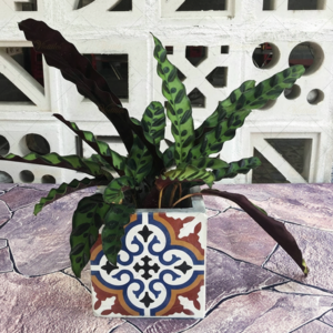 Chậu hoa mỹ thuật 20x20 Cement flower pot 20x20